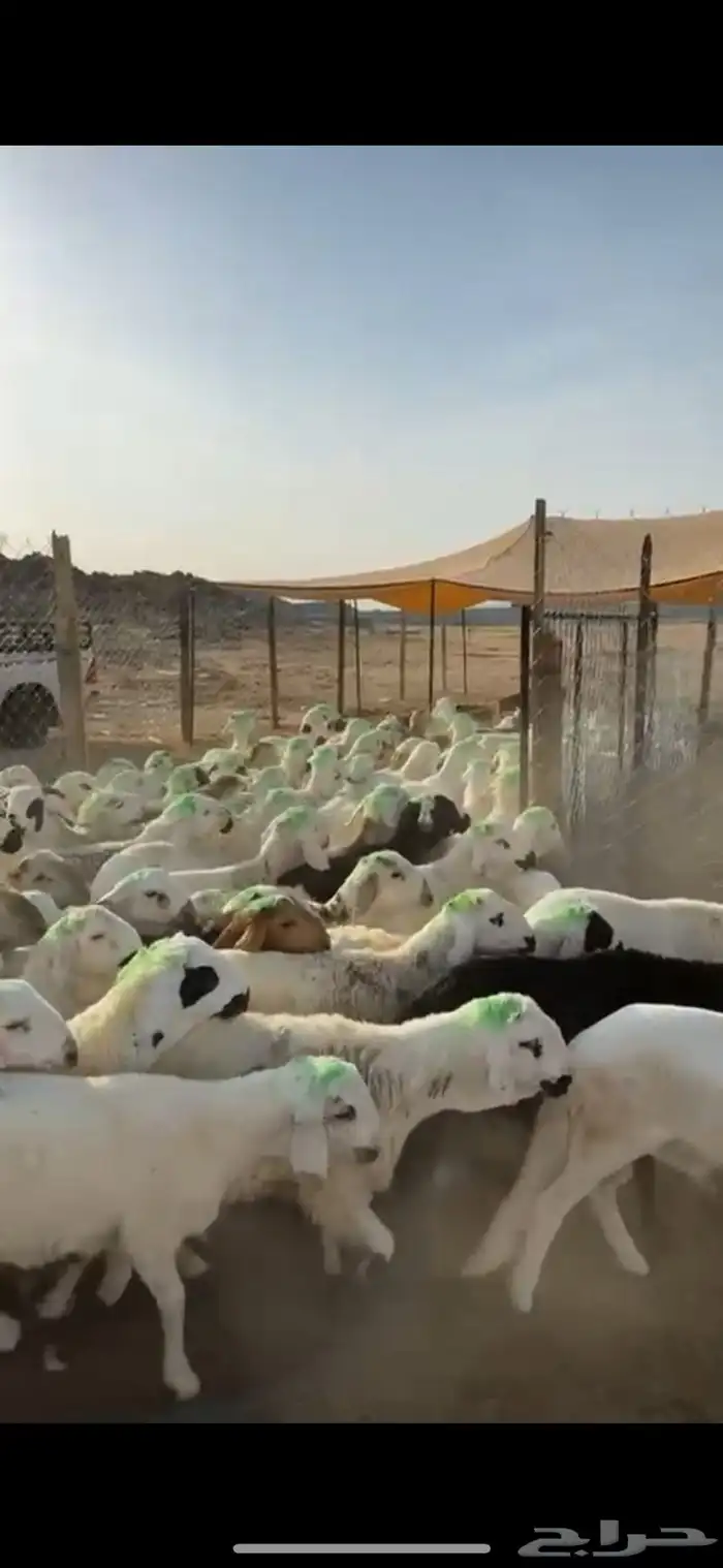 طليان سواكن 1