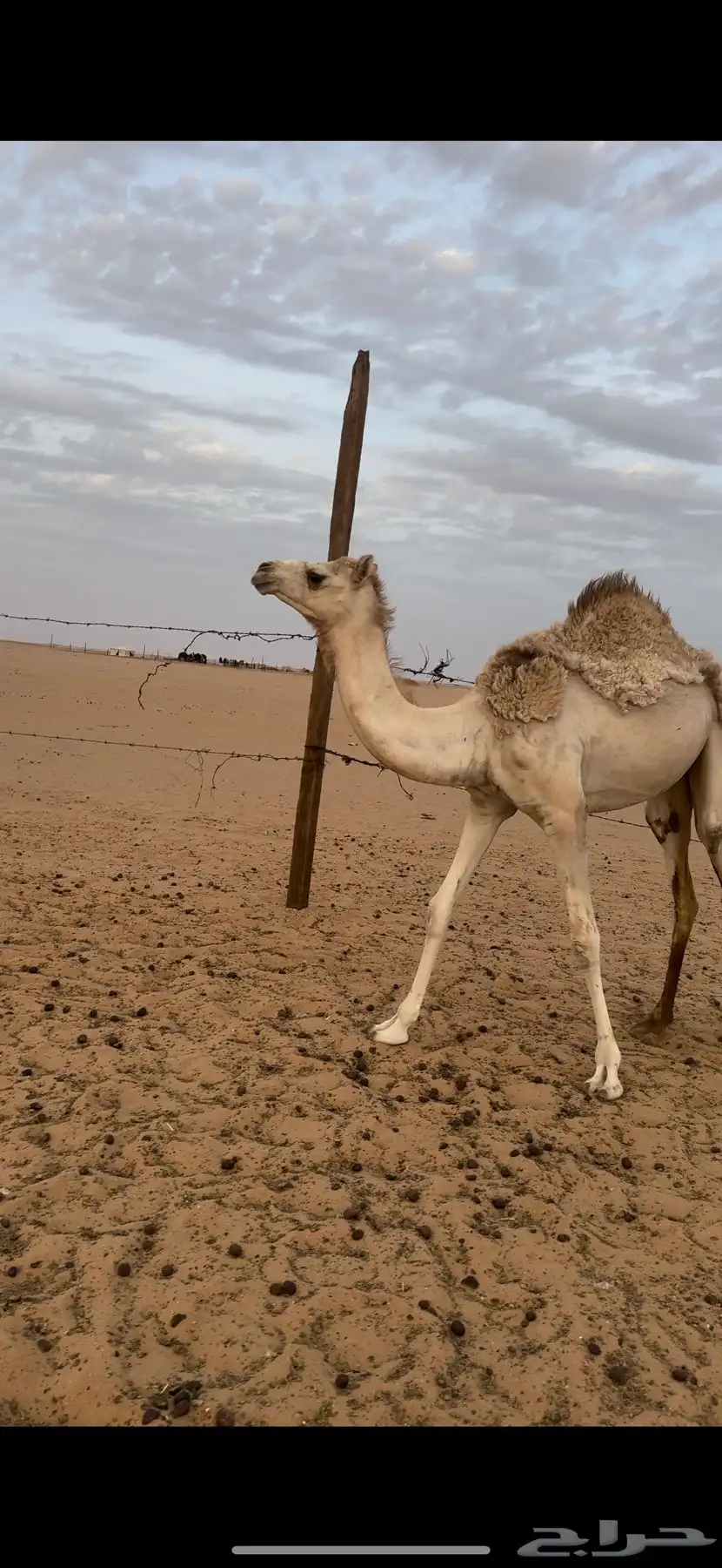 بكره مفروده اصيل هجن 1