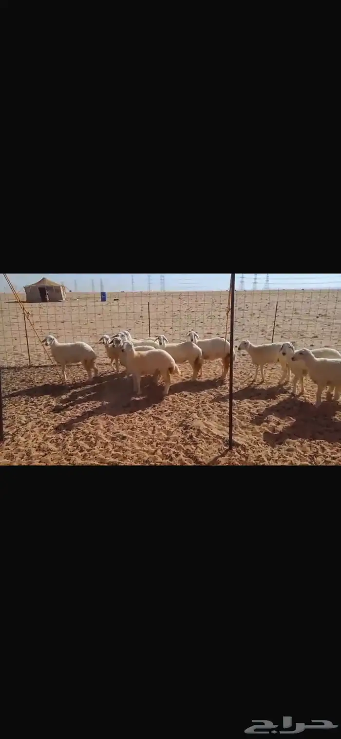 رخال حرية مقاني او ذبح مناسبات 2