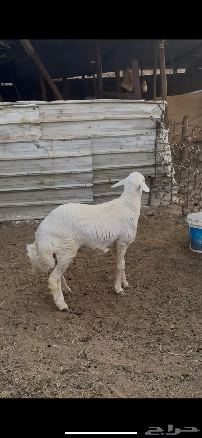 تمم البيع الله يبارك لشاري خارج الموقع 0