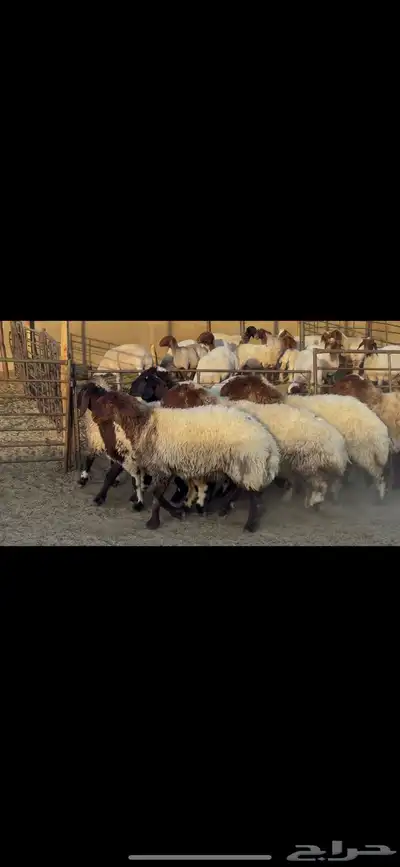 غنم صنف الصنف . 8