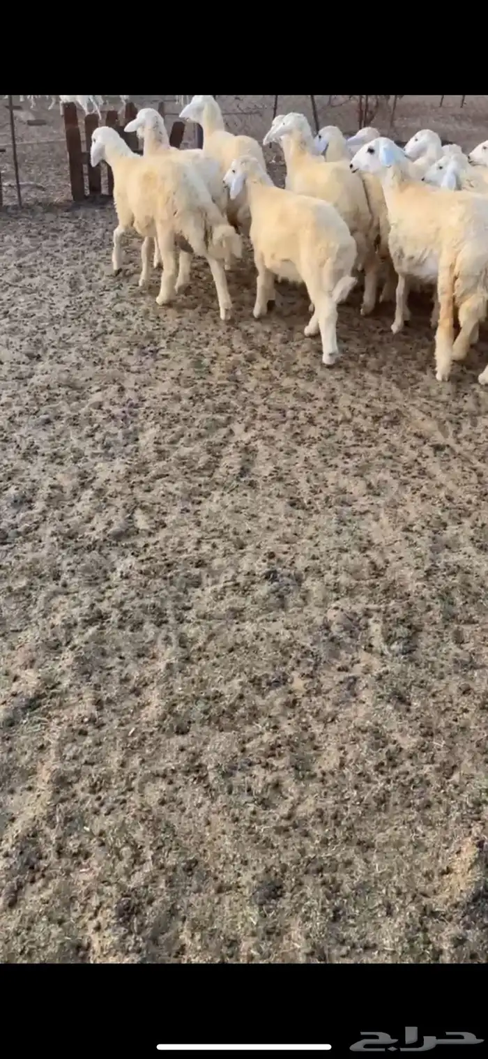 طليان حريه ذبايح(تم البيع) 1