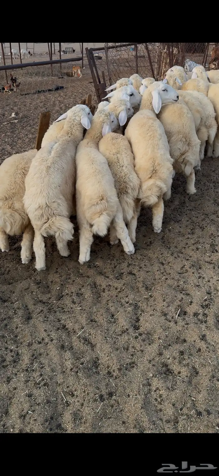 طليان حريه ذبايح(تم البيع) 3