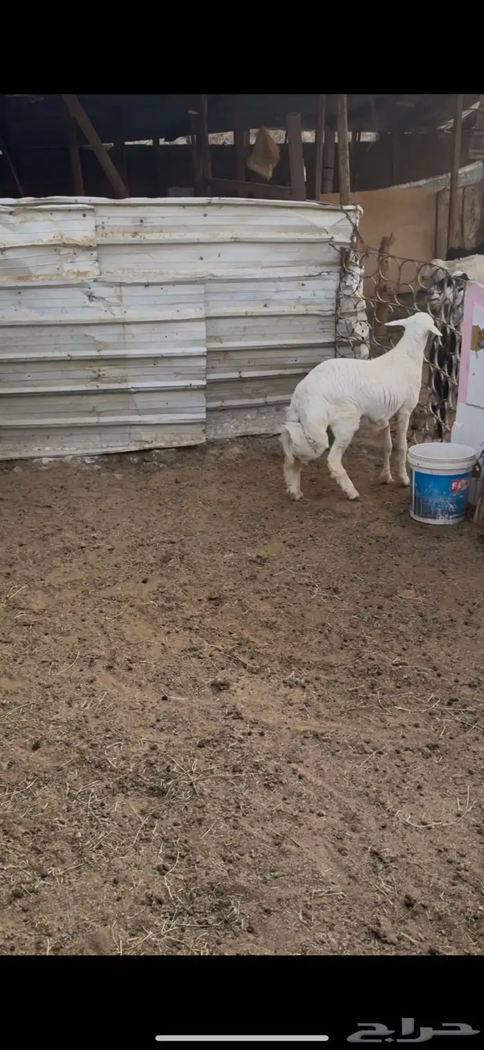تمم البيع الله يبارك لشاري خارج الموقع 4