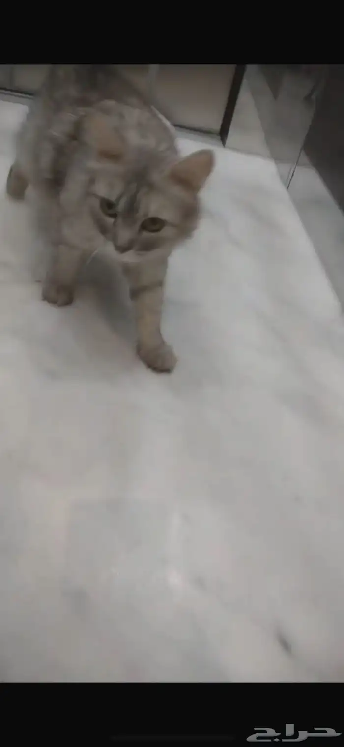 قطة شيرازية جميلة للتنازل مجانا لون رمادي 2