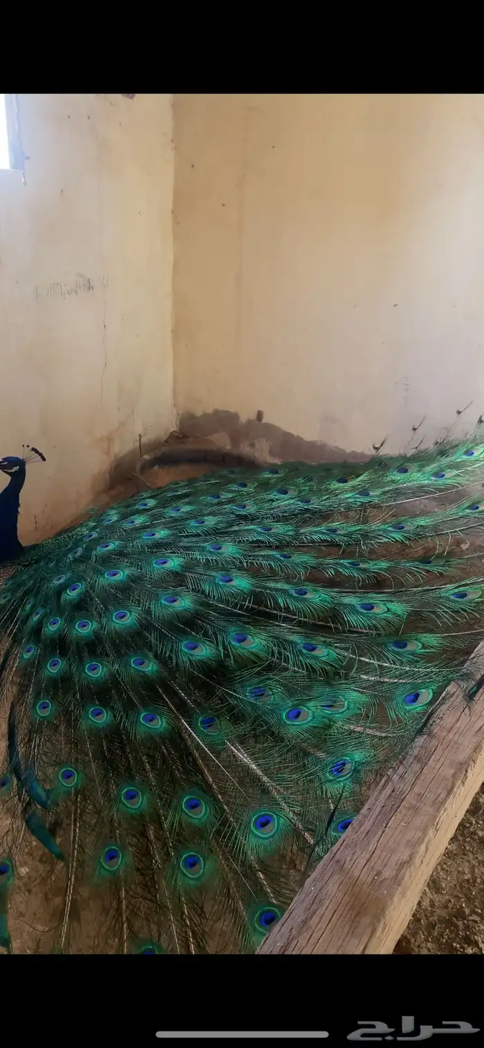ريش طاووس للبيع 1
