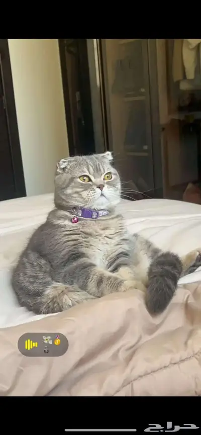 قط ذكر للتزاوج (سكوتش فولد) نوعية ممتازة Scottish Fold 29