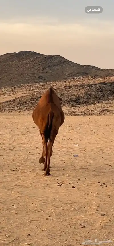 بكار سواحل (( تم البيع )) 6