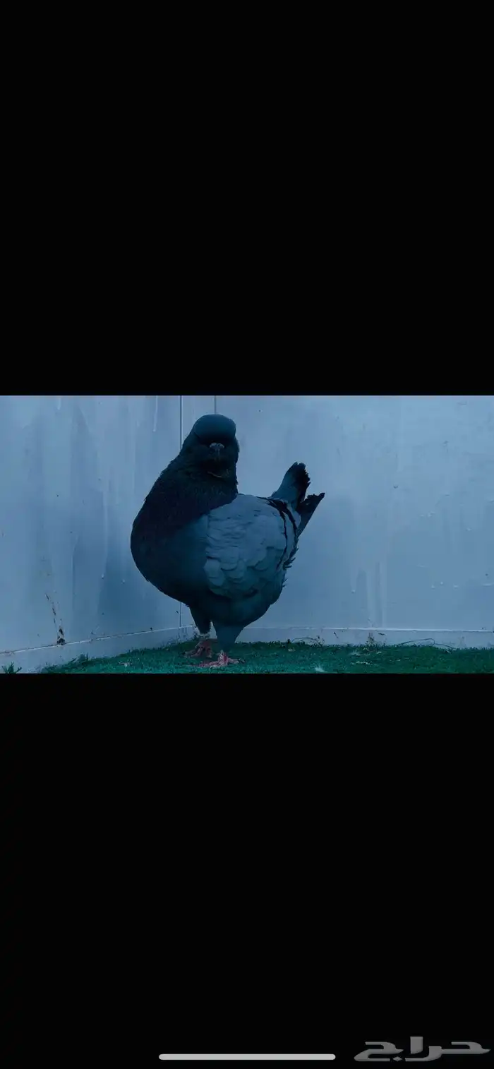 زوج مودينا بلوبار 2