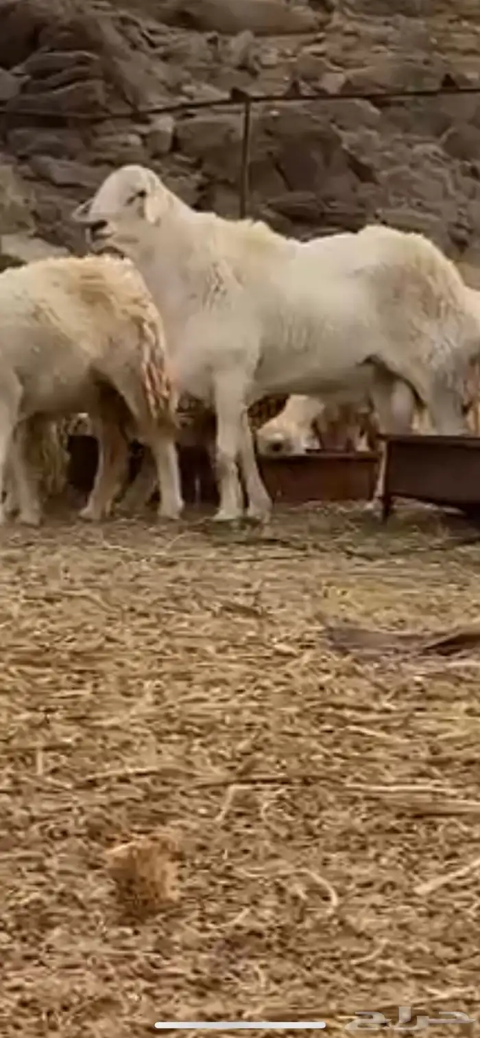 فحل صنف الصنف حري 0