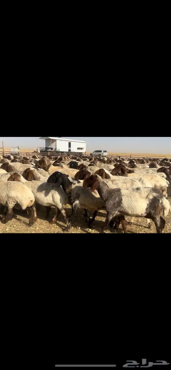 غنم نعيم مراح طيبه للبيع 6