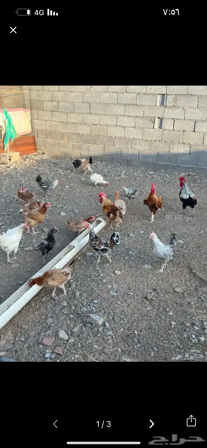 دجاج بلدي فواخر ( مزاد والسوم عام فقط ) 0
