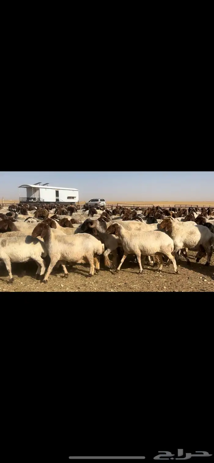 غنم نعيم مراح طيبه للبيع 15