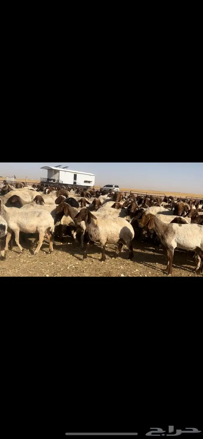 غنم نعيم مراح طيبه للبيع 11