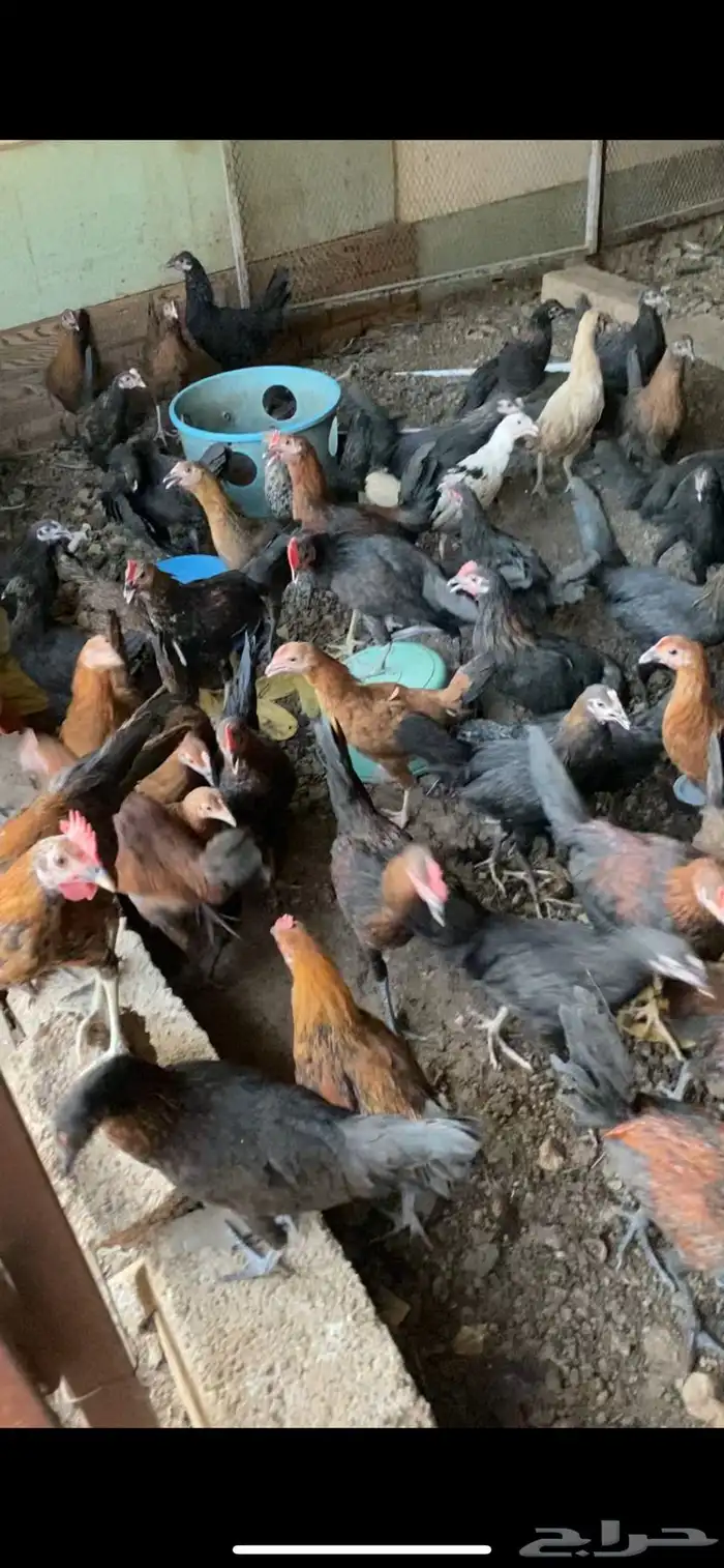 للبيع دجاج بلدي بشاير 2