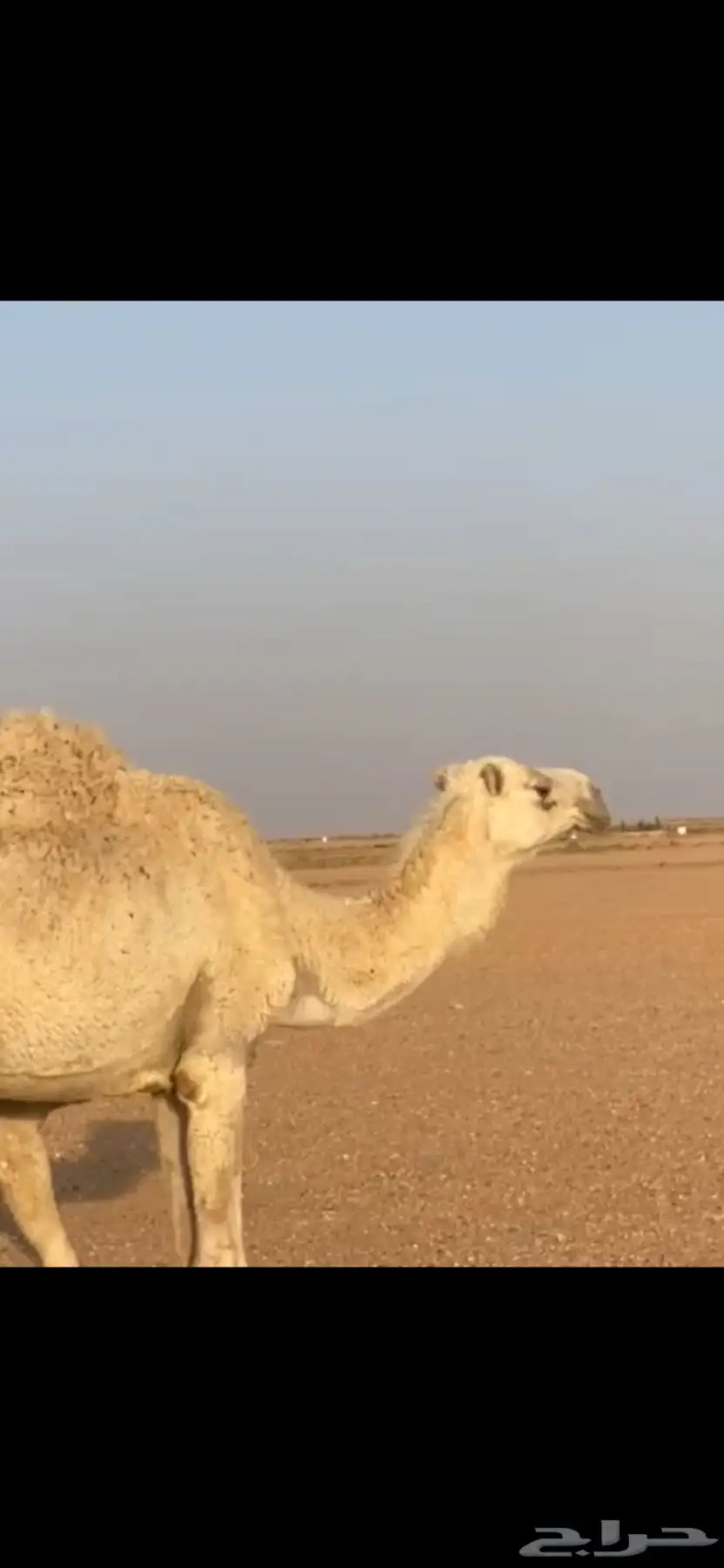 للبيع ناقه 1