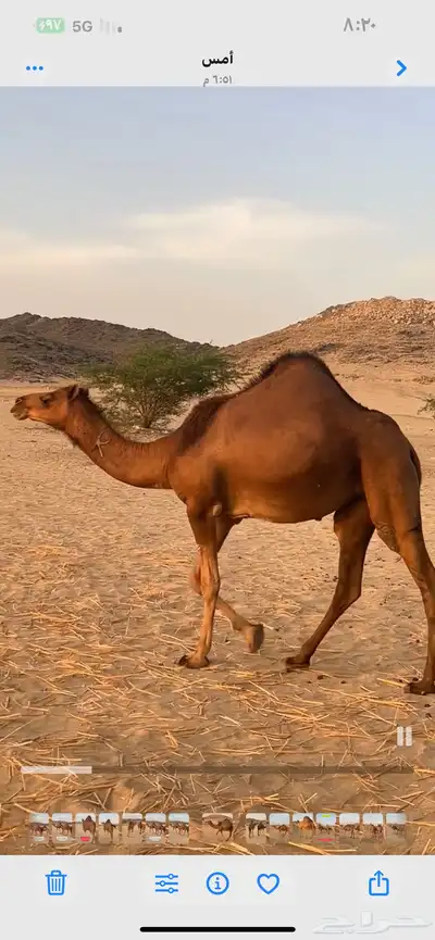 بكار سواحل (( تم البيع )) 2