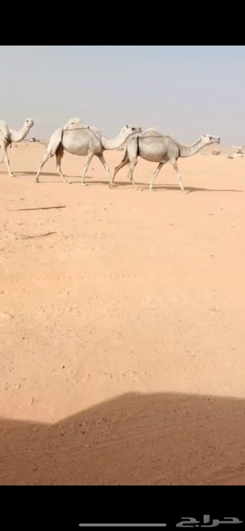 نياق كفوو 0