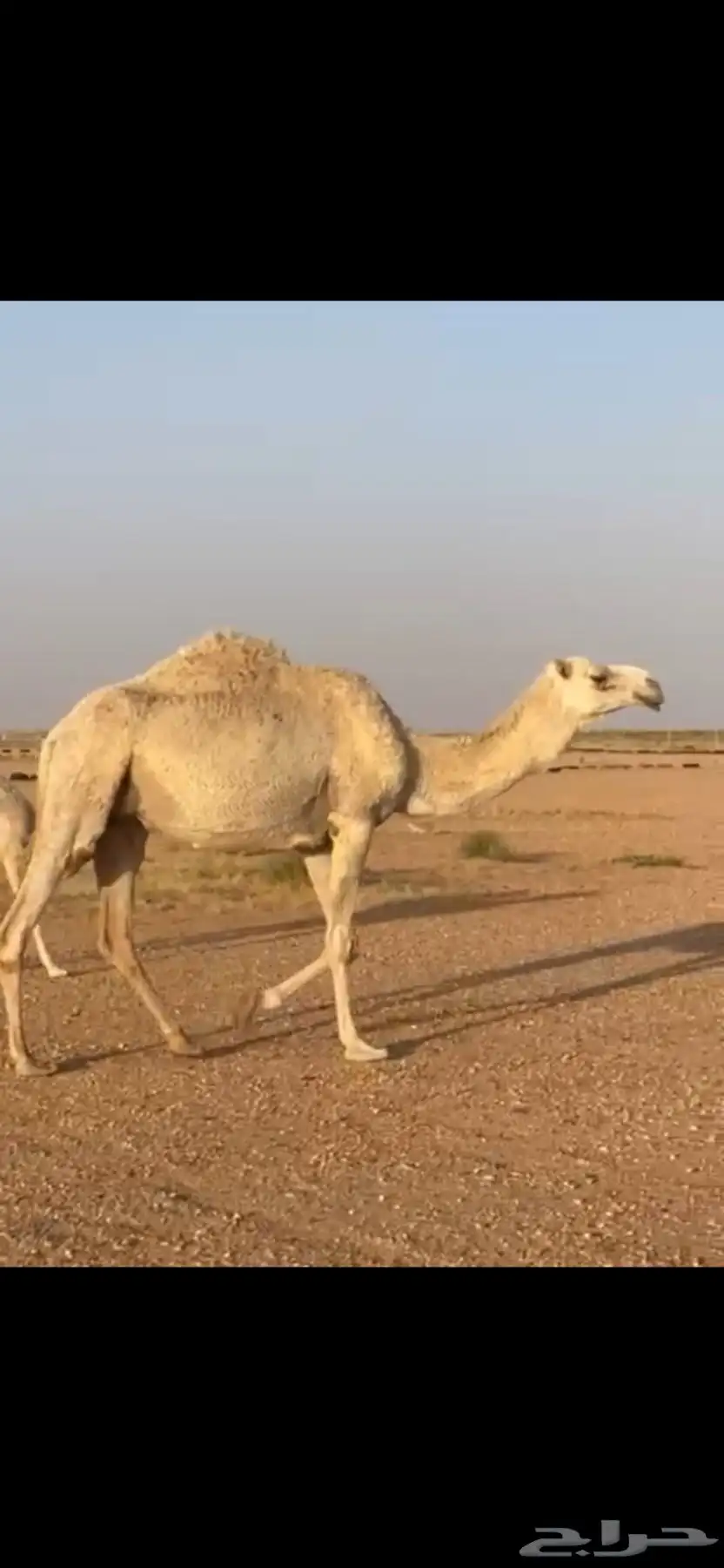 للبيع ناقه 0