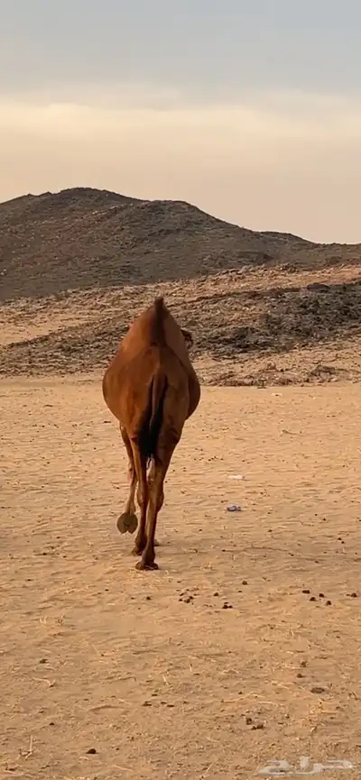 بكار سواحل (( تم البيع )) 9