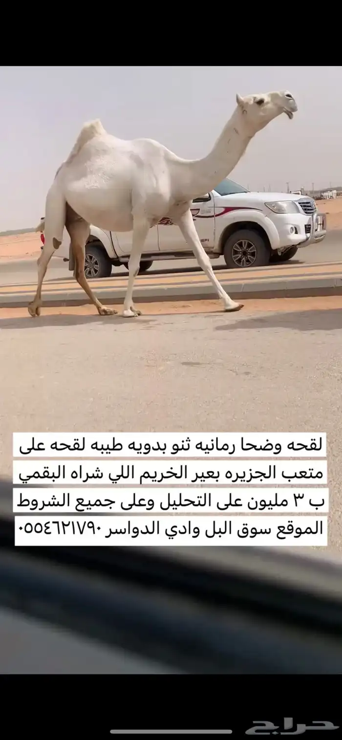 لقحه رمانيه ولقحه على بعير مبيوع ب 3 مليون 0