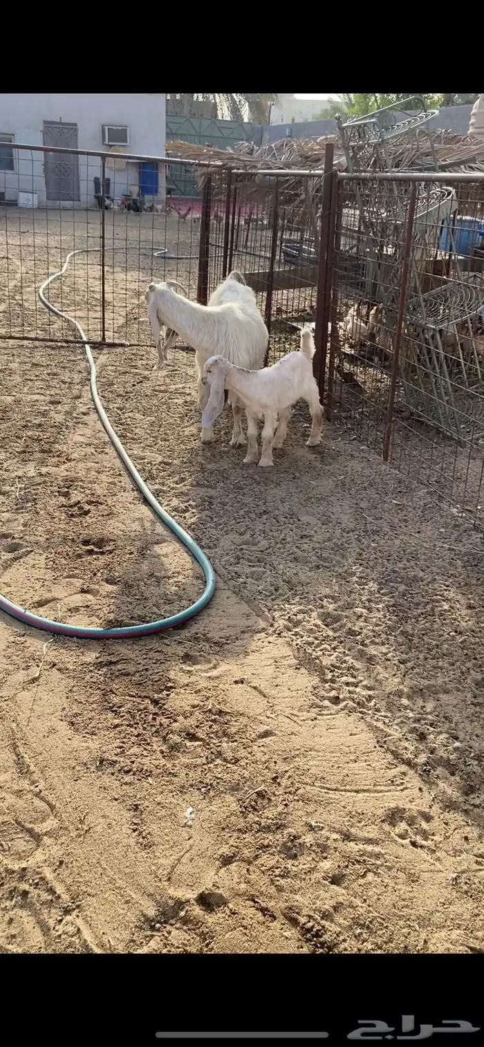 ماعز متابيع 2