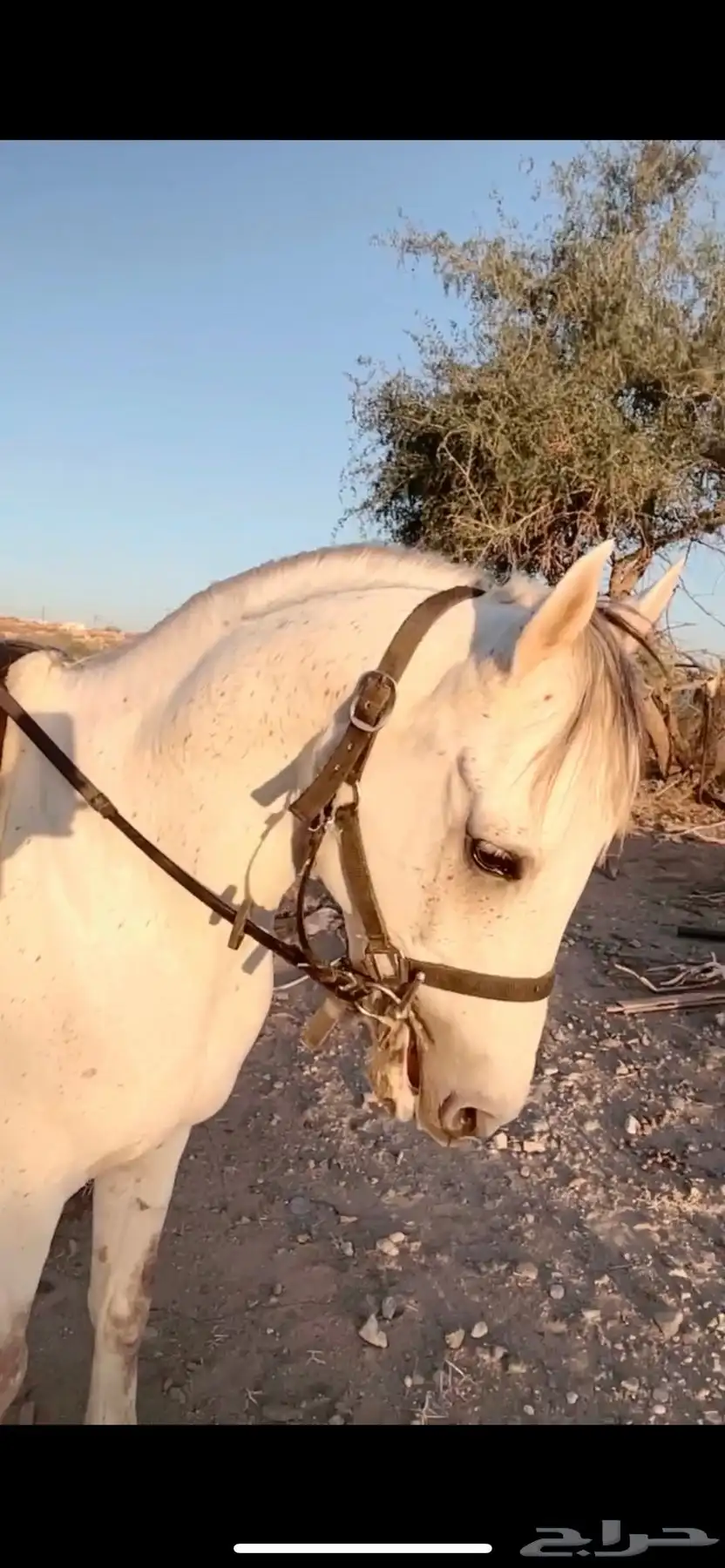 حصان شعبي 1