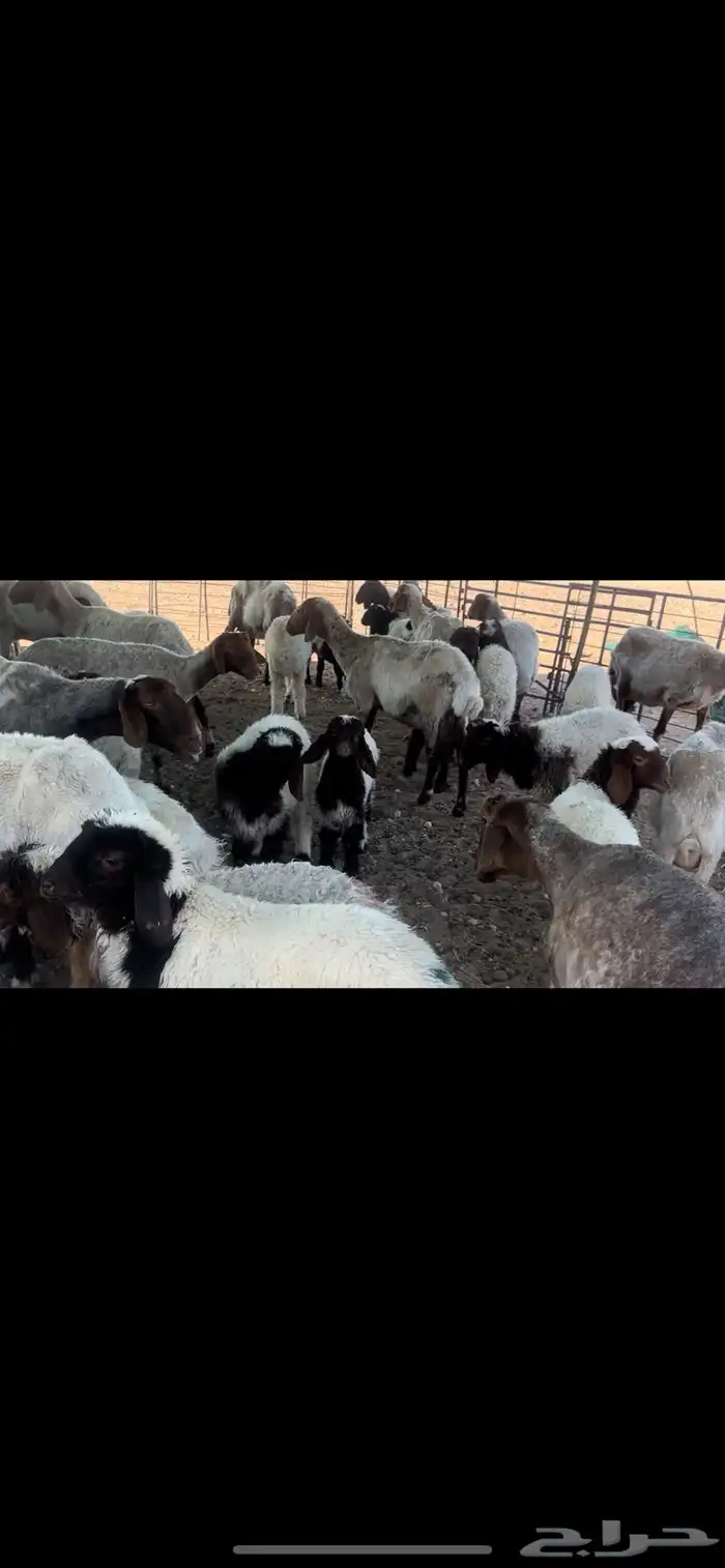 غنم نعيم مراح طيبه للبيع 9