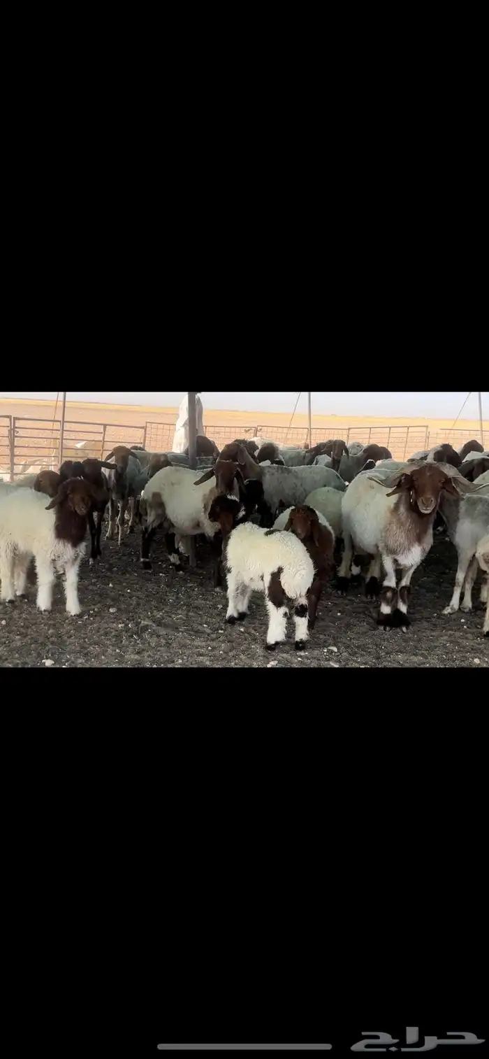 غنم نعيم مراح طيبه للبيع 12