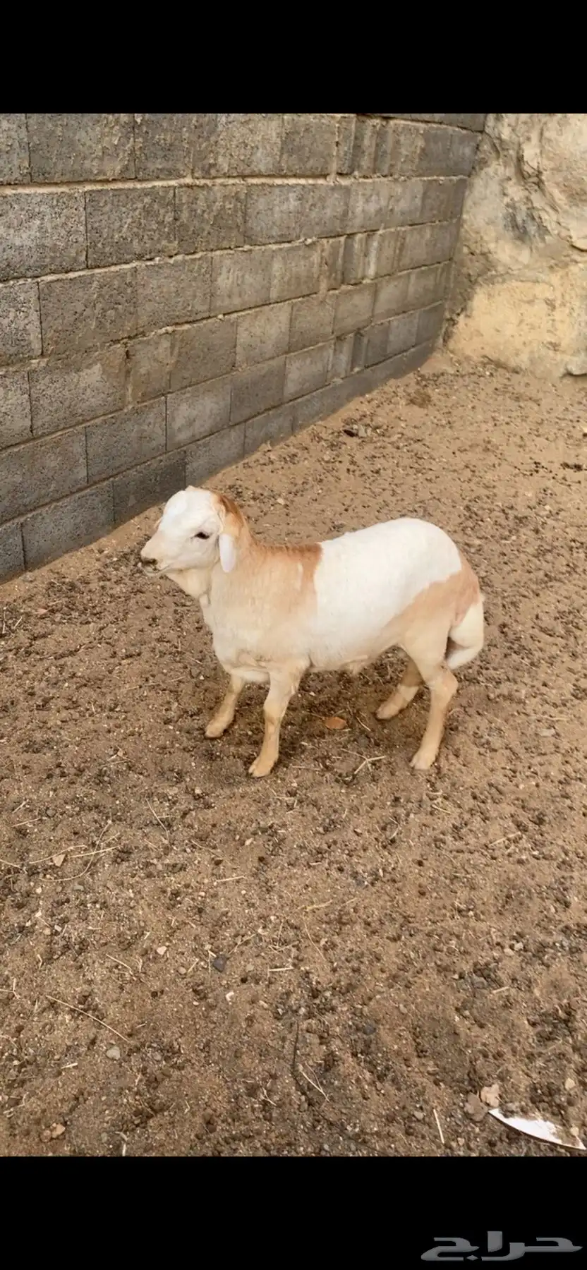 طلي 2