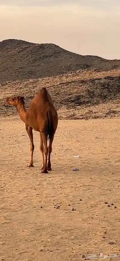 بكار سواحل (( تم البيع )) 4