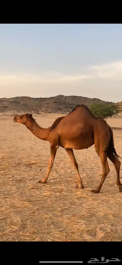بكار سواحل (( تم البيع )) 1