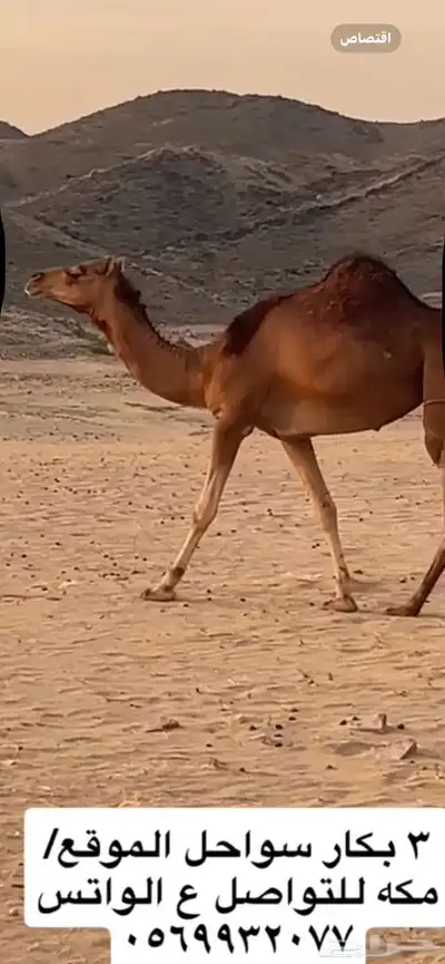بكار سواحل (( تم البيع )) 7