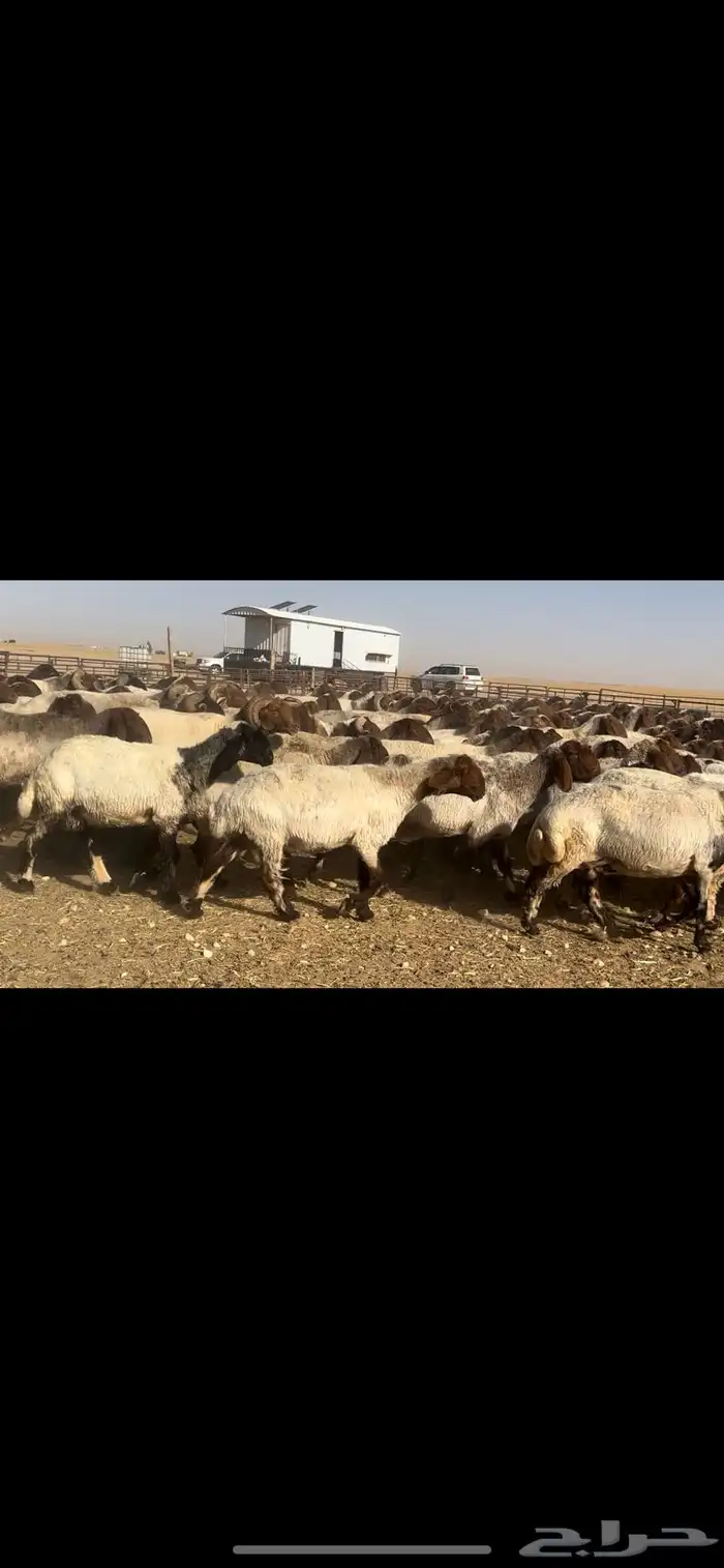 غنم نعيم مراح طيبه للبيع 3