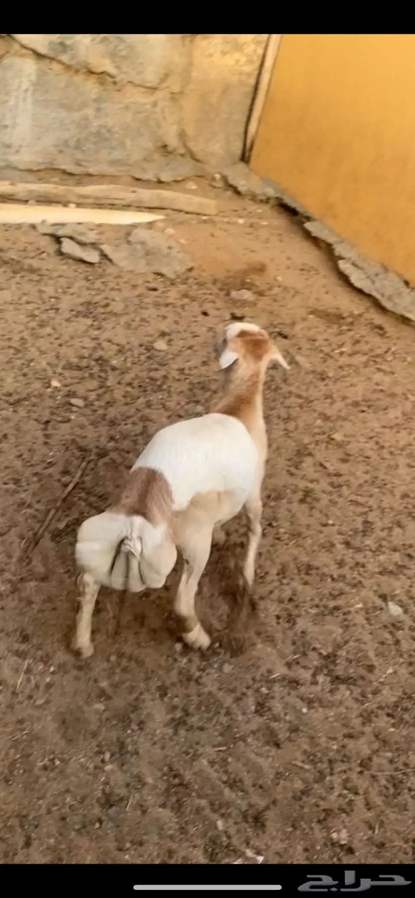 طلي 1