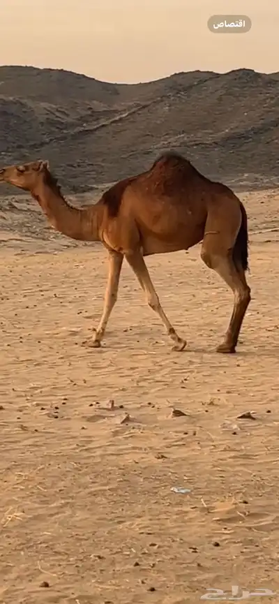 بكار سواحل (( تم البيع )) 3