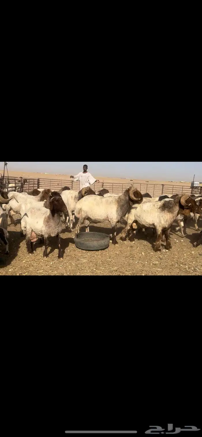 غنم نعيم مراح طيبه للبيع 2