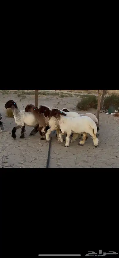 رخال نعيم صنف 4
