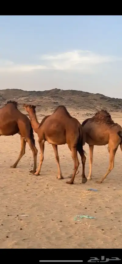 بكار سواحل (( تم البيع )) 8