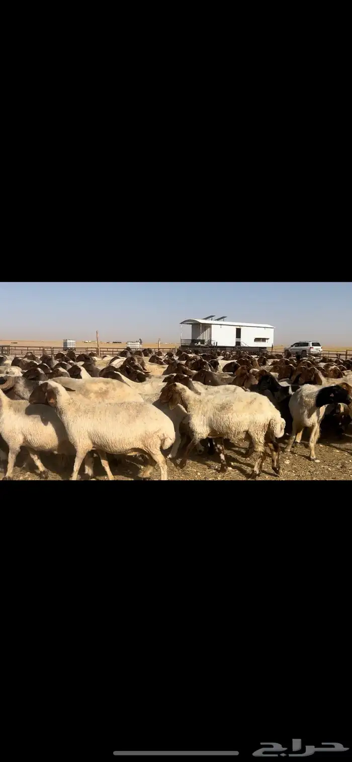 غنم نعيم مراح طيبه للبيع 14