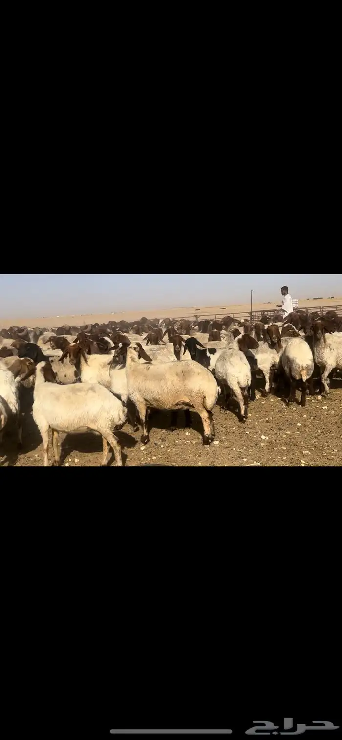 غنم نعيم مراح طيبه للبيع 8