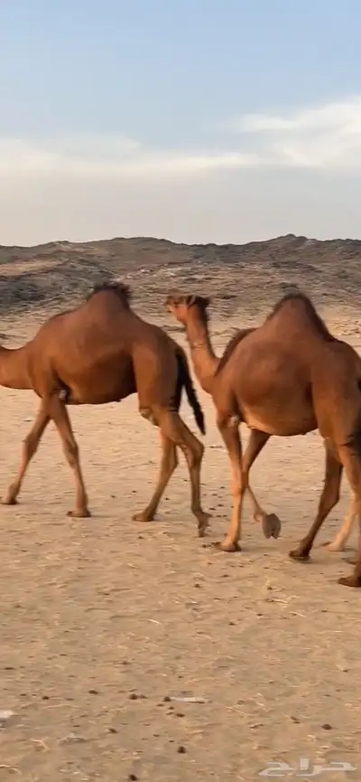 بكار سواحل (( تم البيع )) 5