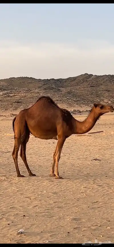 بكار سواحل (( تم البيع )) 0