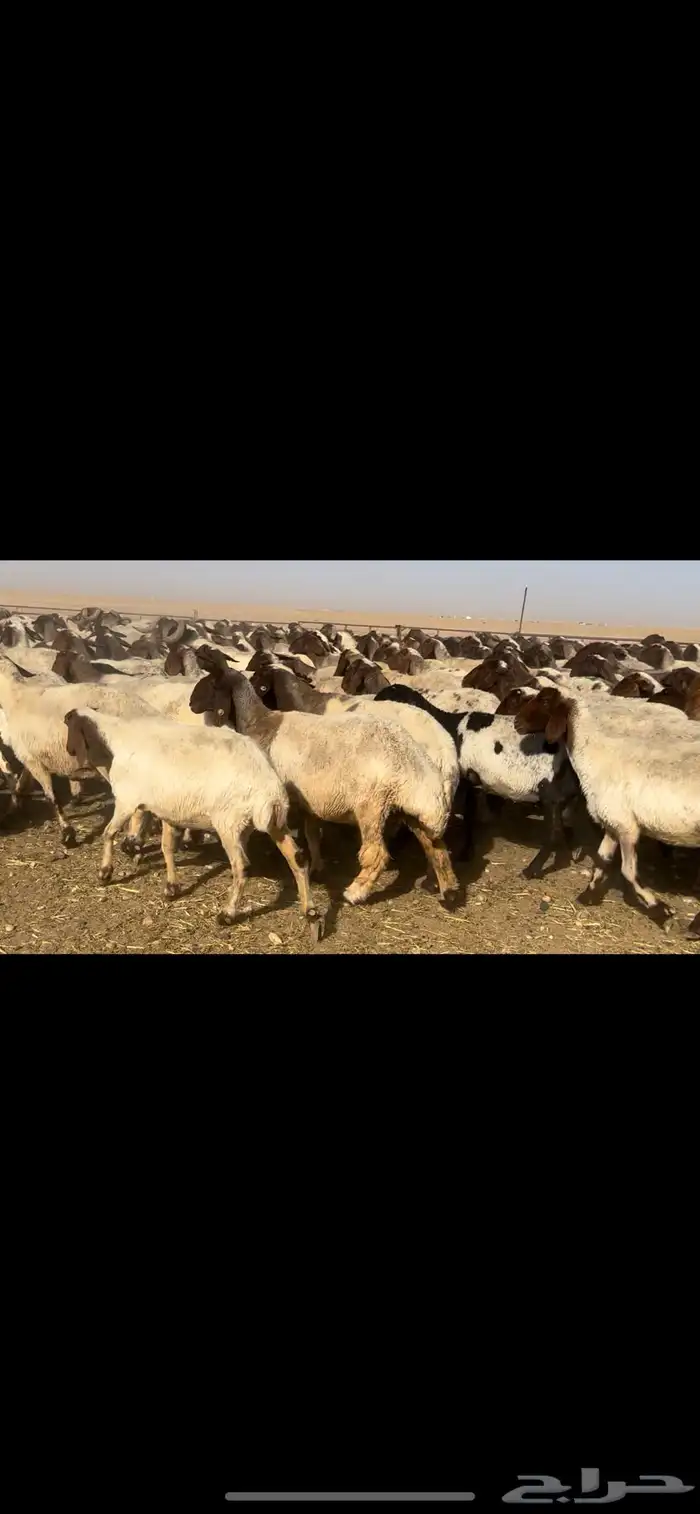 غنم نعيم مراح طيبه للبيع 7