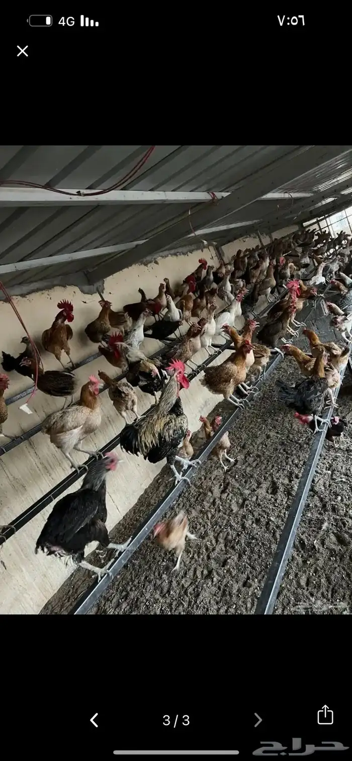 دجاج بلدي فواخر ( مزاد والسوم عام فقط ) 2