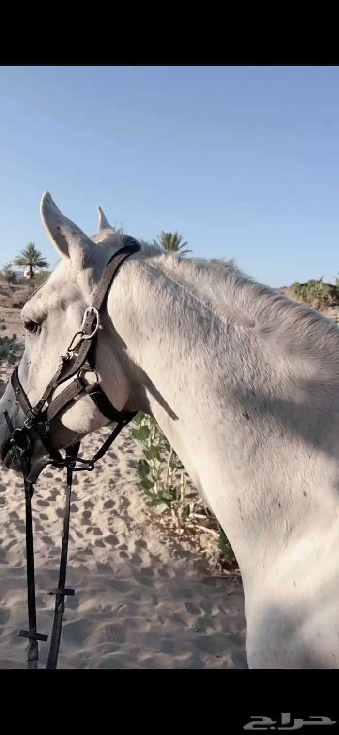 حصان شعبي 3