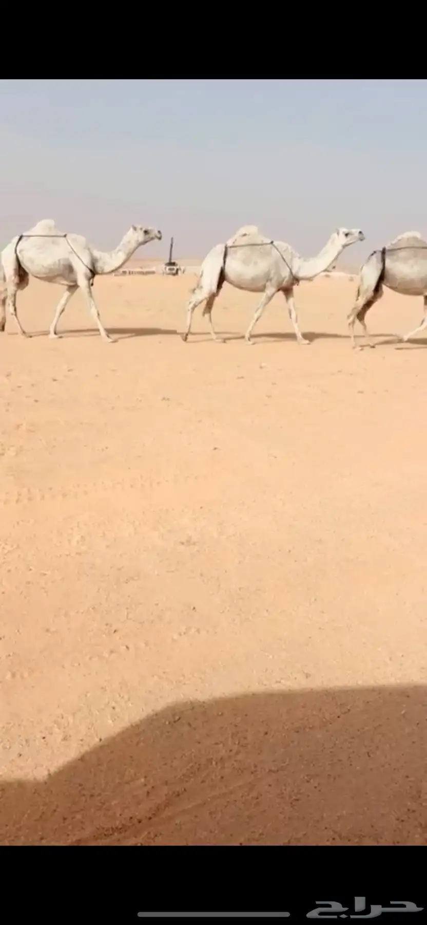 نياق كفوو 1