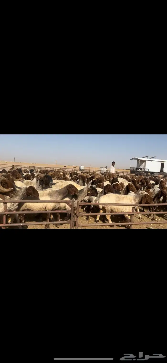 غنم نعيم مراح طيبه للبيع 13