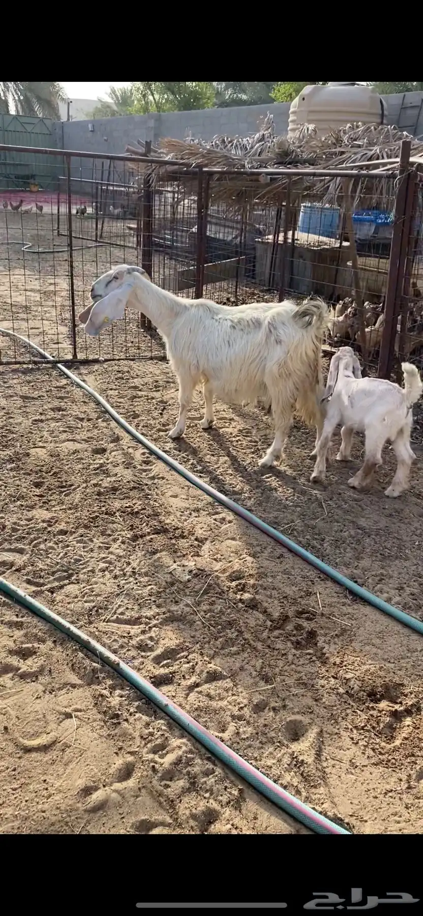 ماعز متابيع 3