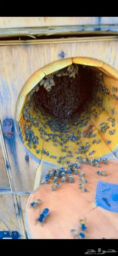 عسل جبلي جديد من منحلي شخصيا  مضمون 8